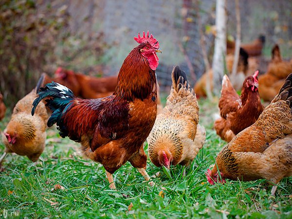 Породы куриц | ЗооТом - продажа, вязка и услуги для животных в Усть-Катаве
