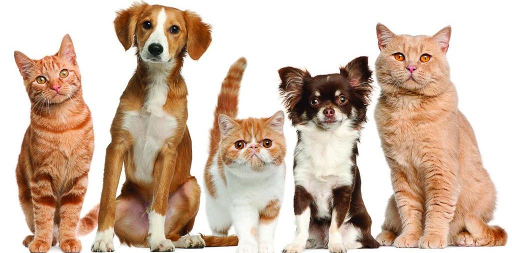 Доска объявлений о животных | ЗооТом - продажа, вязка и услуги для животных в Усть-Катаве