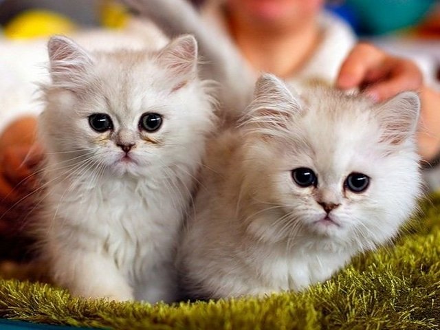 Породы кошек в Усть-Катаве | ЗооТом портал о животных
