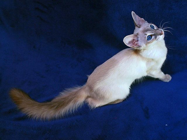 Выведенные породы кошек в Усть-Катаве | ЗооТом портал о животных