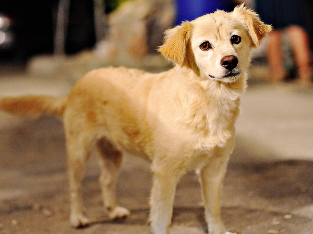 Породы собак в Усть-Катаве | ЗооТом портал о животных