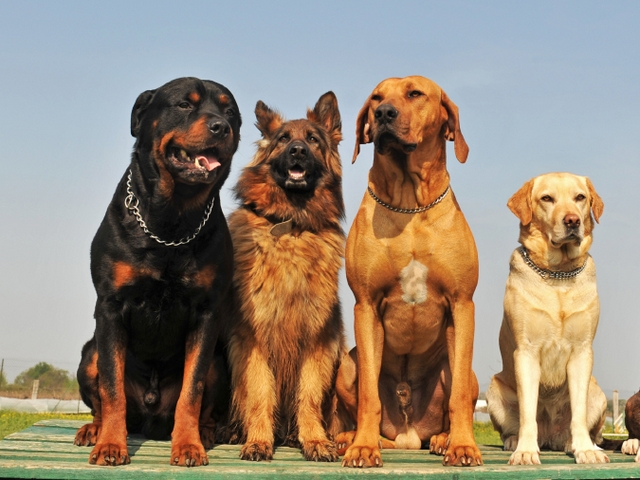 Крупные породы собак в Усть-Катаве | ЗооТом портал о животных