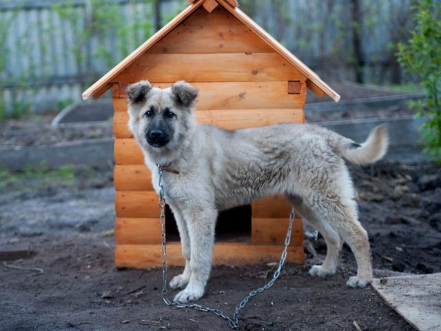 Все о собаках в Усть-Катаве